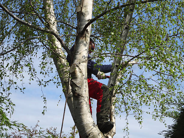 How Our Tree Care Process Works  in  Ammon, ID